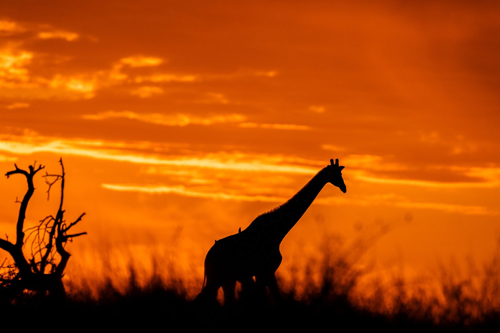 Silhueta de uma girafa contra um céu laranja intenso ao amanhecer