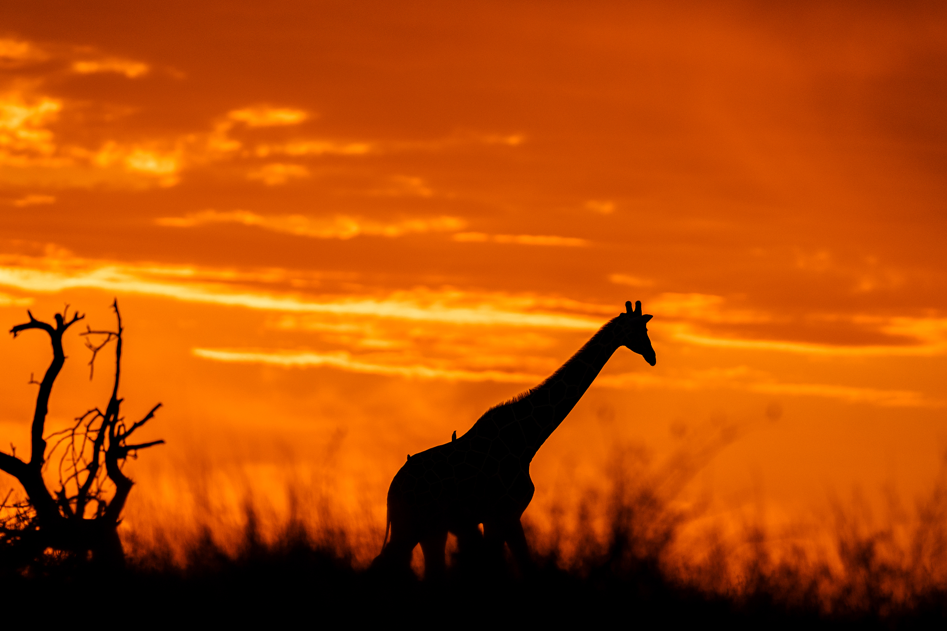 Silhueta de uma girafa contra um céu laranja intenso ao amanhecer