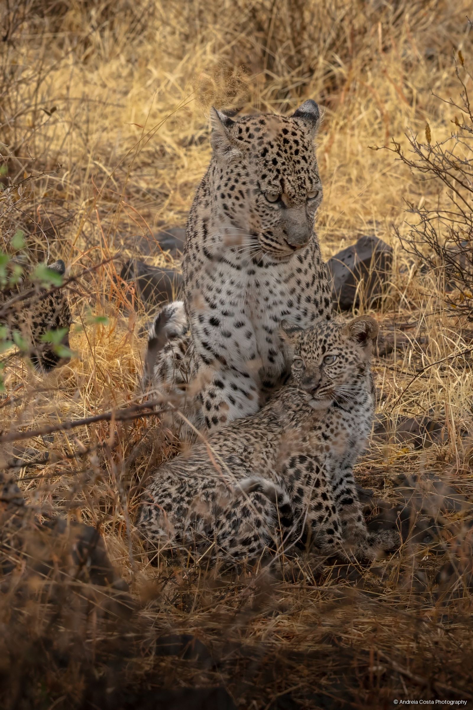 Leoparda com crias entre a vegetação do Quénia
