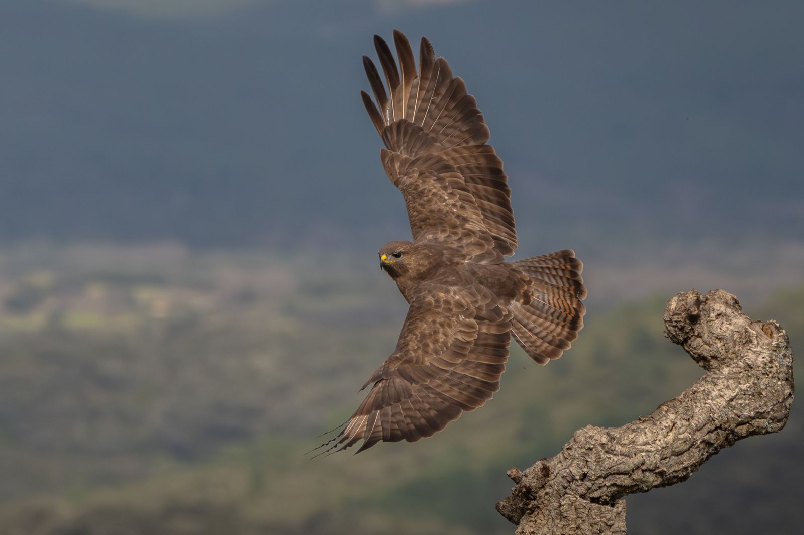 Águia em voo, asas abertas contra o céu